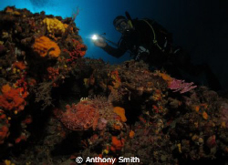 Chapon au repos by Anthony Smith 